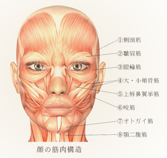 顔の筋肉構造